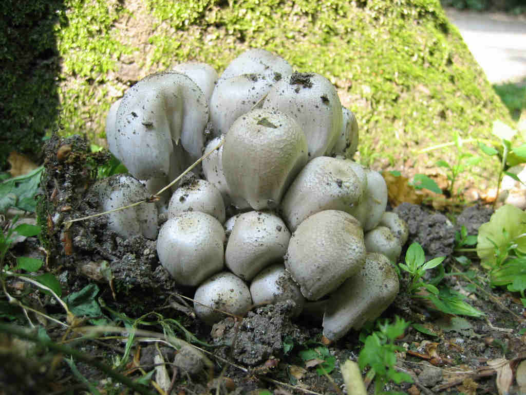 Coprinus atramentarius